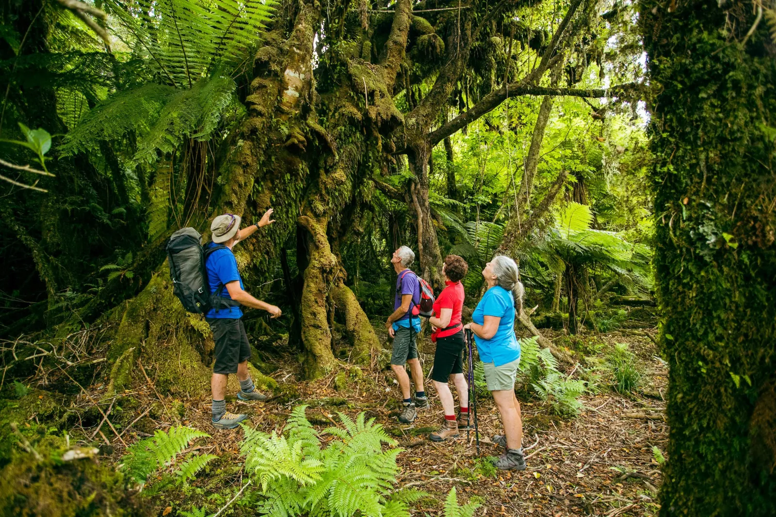 Guide pointing out moss-covered trees to walkers on a rainforest track