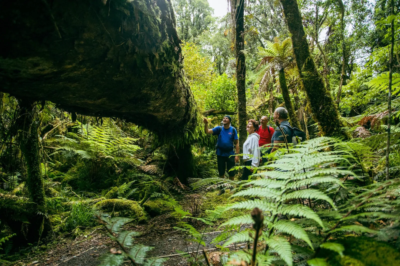 Walkers among tree ferns beneath an overhanging rock in temperate rainforest